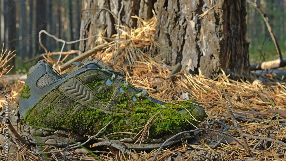 Old shoes covered with moss in the forest Old shoes covered with moss in the forest