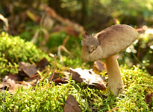 White mushroom in wildlife on of sunbeams background. Boletus grows in forest against the background of green vegetation. Porcini bolete mushrooms. Season for picked gourmet mushrooming.