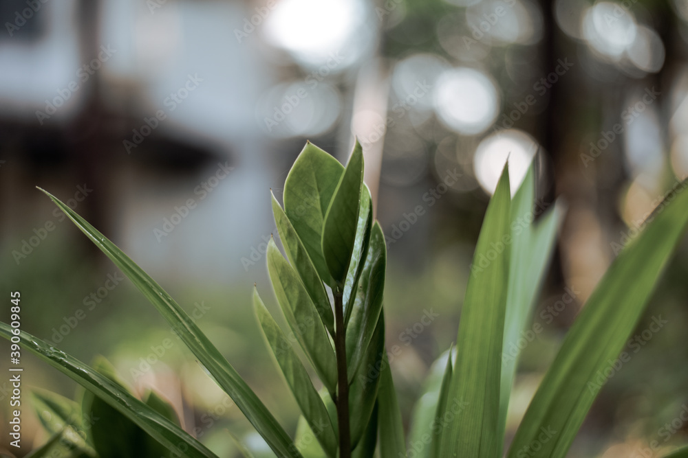 Fototapeta premium Green plants on blur background.