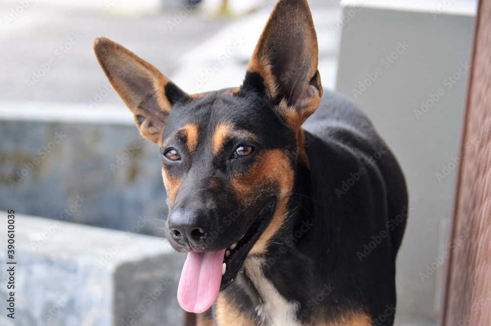 dog portrait close up view