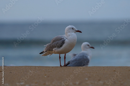 seagull on the beach