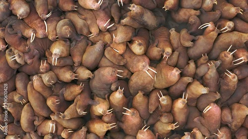 The colony of marine wild animals of walruses gathered on the seashore.