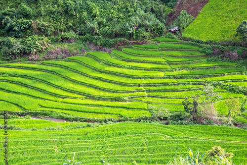 rice terraces in island © arthit