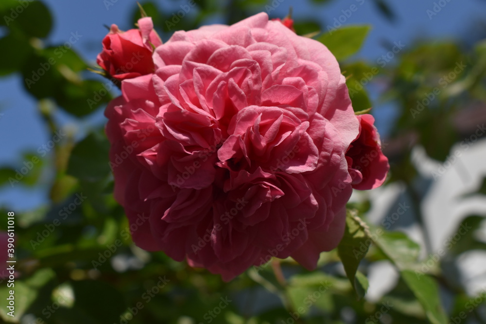 pink rose in garden