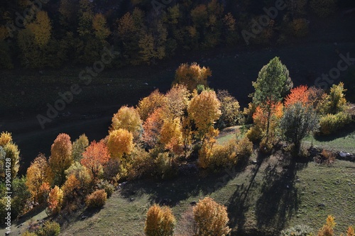 Colorful autumn forest trees top view. Autumn tree tops. Forest trees in colorful autumn fall. Autumn forest trees top view landscape