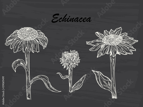 Summer Flowers. Medicinal plants Set. Echinacea Purpurea Flowers. Eastern Purple Coneflower. Alternative medicine. Biological additives are. Traditional herbal therapy. Vector illustration
