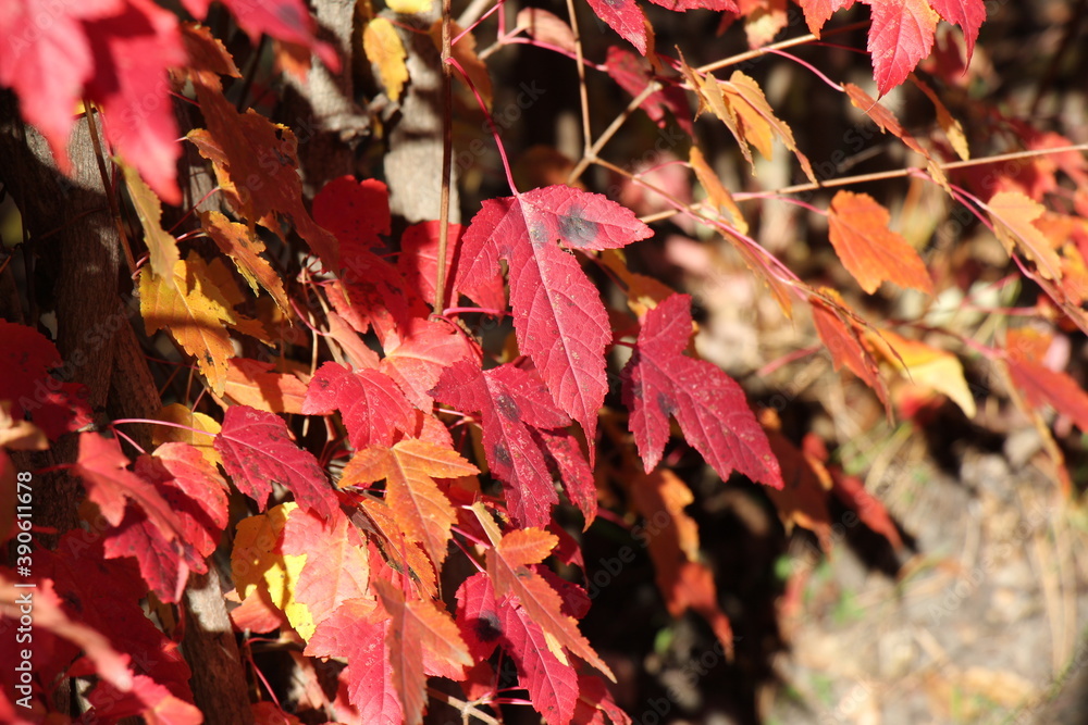 autumn leaves background autumn leaves background