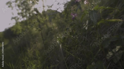 fleur 
