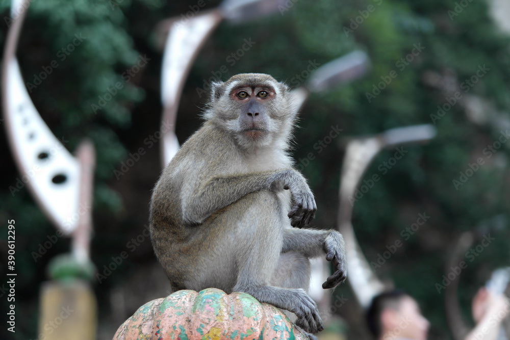 Fototapeta premium Wild monkey at Batu Caves Temple Malaysia