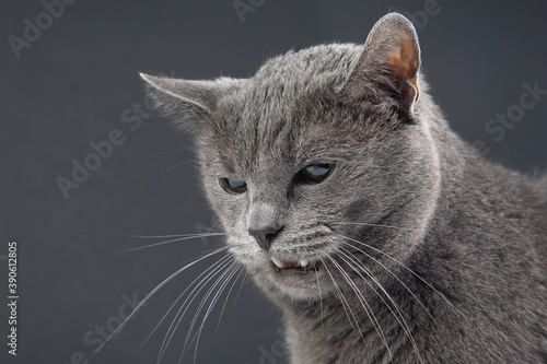studio portrait of a beautiful grey cat on grey background