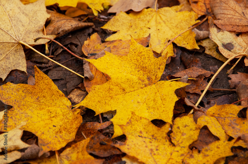 Yellow and orange leaves on the ground in forest