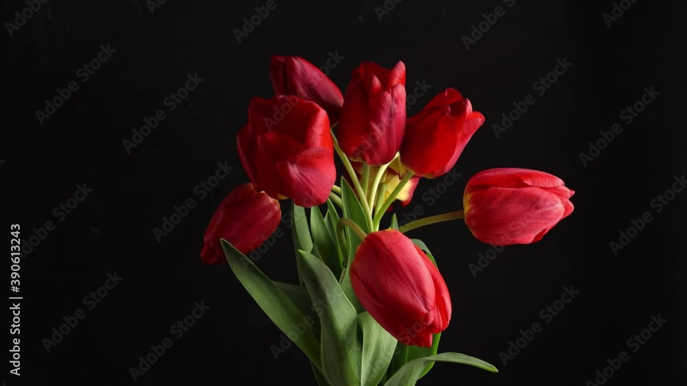 Tulips. Timelapse of bright red striped colorful tulips flower blooming top view on black background. Holiday bouquet. 4K video Tulips. Timelapse of bright red striped colorful tulips flower blooming top view on black background. Holiday bouquet. 4K video