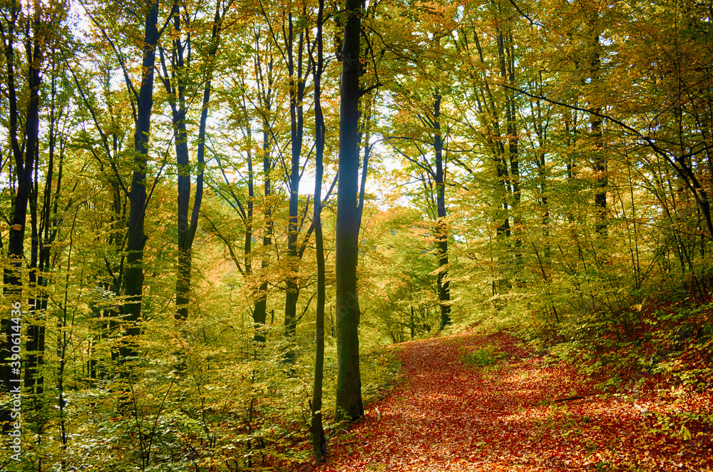 Fototapeta premium Collection of Beautiful Colorful Autumn Leaves green, yellow, orange, red HDR