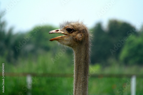 ostrich bird close up view