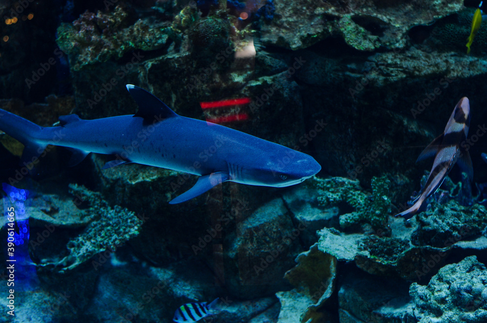 oceanic aquarium with shark and fish and corals
