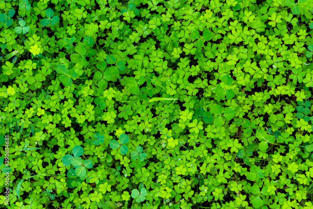 Close up of Clover plant Close up of Clover plant