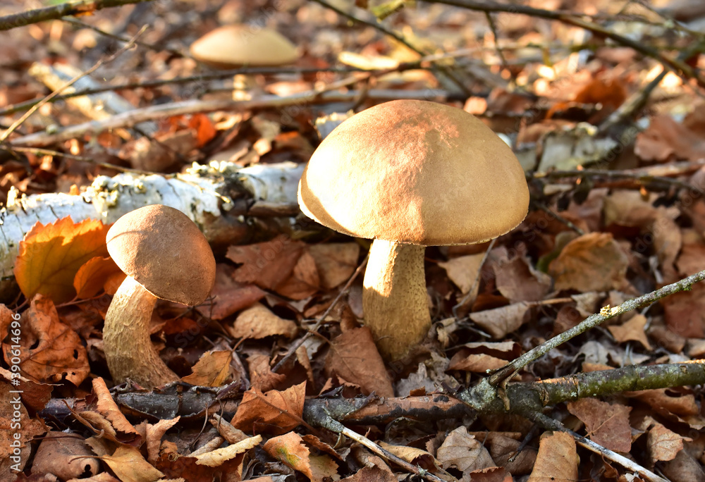 Group of the edible brown cap boletus among the grass and moss in autumn forest. Awesome fungus Aspen Mushroom against the background of green vegetation in of sunbeams. Group of the edible brown cap boletus among the grass and moss in autumn forest. Awesome fungus Aspen Mushroom against the background of green vegetation in of sunbeams.