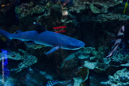 oceanic aquarium with shark and fish and corals 