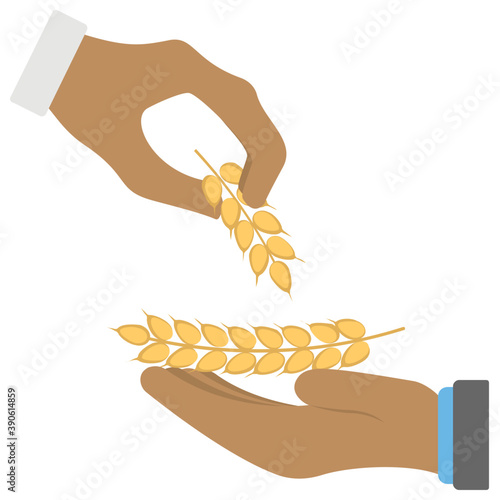 
Hands giving and receiving harvested crop of wheat depicting celebration of reishit katzir event of judaism 
