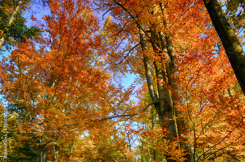 Collection of Beautiful Colorful Autumn Leaves green, yellow, orange, red HDR