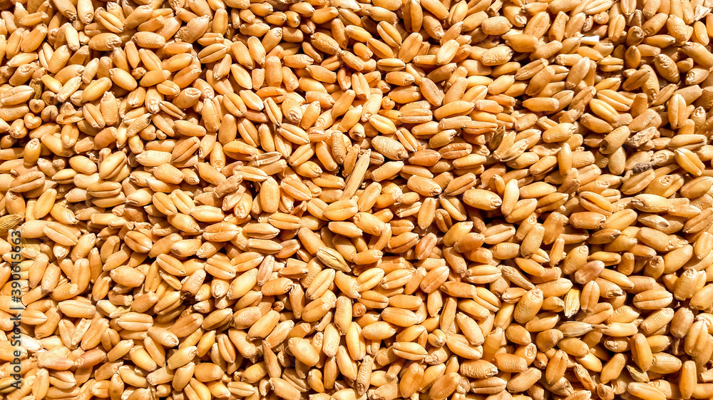 Wheat grain background