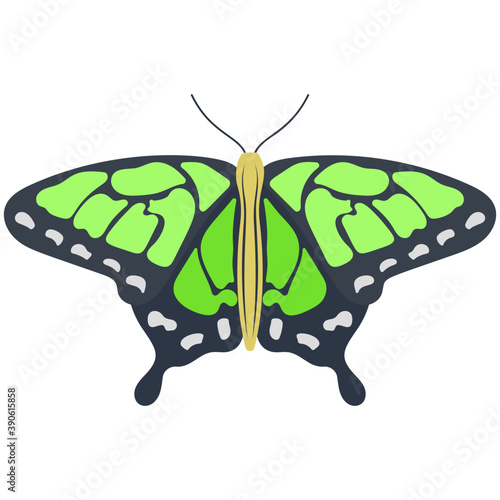 
A colored butterfly flat icon image
