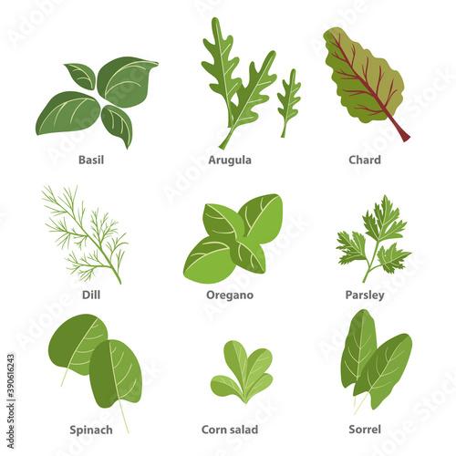 Popular culinary herbs set. Basil leaves, arugula, chard, dill, oregano, parsley, spinach, corn salad, sorrel. Vector simple design illustrations isolated on white background.