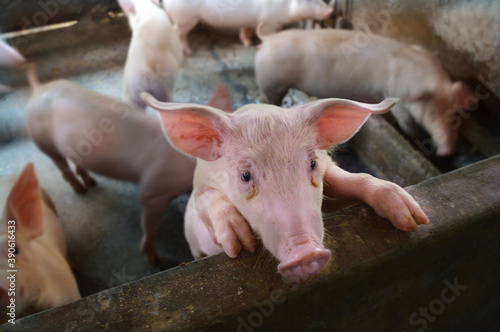 pigs poultry close up view