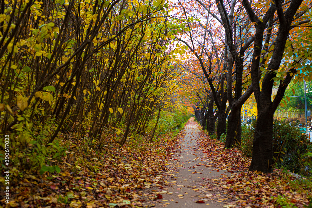 autumn road