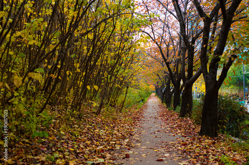 autumn road