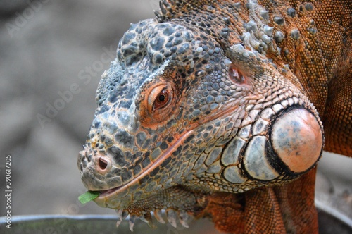 iguana water dragon close up view © Francis