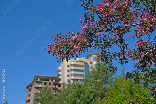 Spring flowering cherry and apple trees in the city © Dimitry Dolgikh