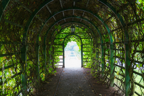 Green Pergola (tunnel, passage) in the garden. Overgrown plants covered with roots inside pergola