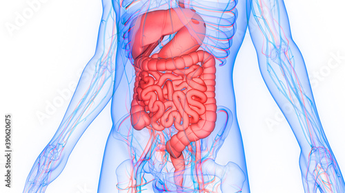 Human Digestive System Anatomy photo