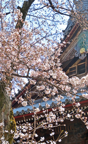 寛永寺・桜と根本中堂 © Paylessimages