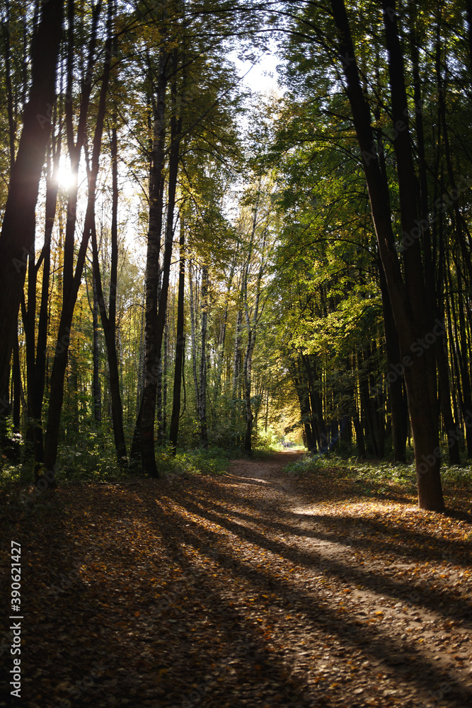 Obraz premium footpath in the woods