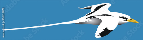 Fotografia Oiseaux - Le paille-en-queue (Phaethon lepturus)