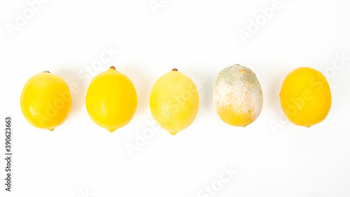 Rotten lemon next to fresh lemons on a white background