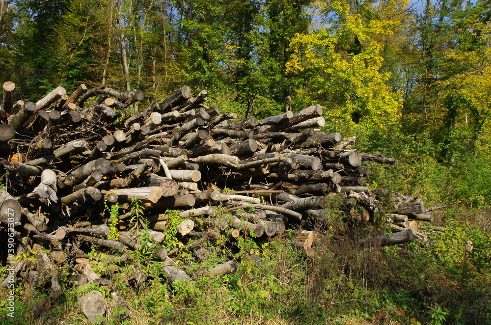 Pile stack of wood logs in forest deforestation logging. Log trunks pile, the logging timber forest wood industry. Woodpile of freshly harvested pine logs on a forest at autumn season.