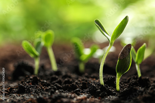 Young vegetable seedlings growing in soil outdoors, space for text