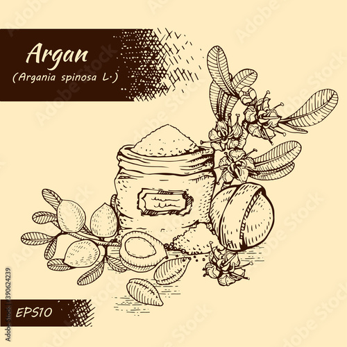 Composition with branch argan tree with fruits, nuts argans, leaves, flower argans and and accessories Detailed hand-drawn sketches, vector botanical illustration.