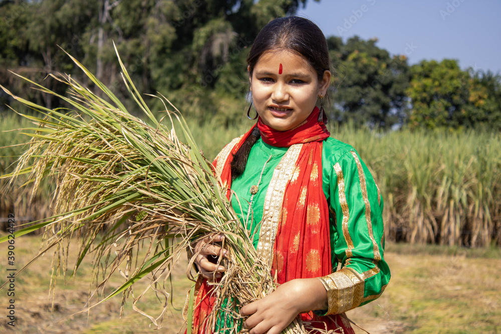 Indian Girl holding paddy in field. . High quality photo