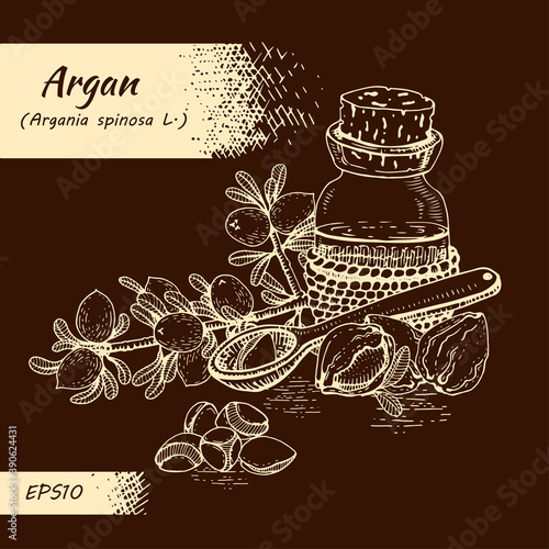 Composition with branch argan tree with fruits, nuts argans, leaves and glass bottle with oil and accessories Detailed hand-drawn sketches, vector botanical illustration.