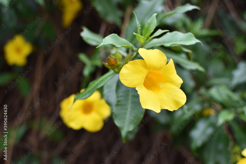 Allamanda Allamanda
