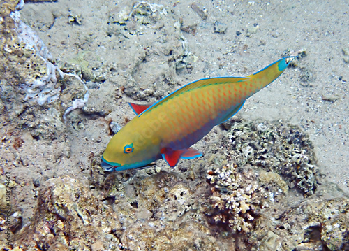 Steepheaded parrotfish, scientific name is Chlorurus gibbus, it belongs to the family Scaridae, inhabits coral reefs, has teeth resembling parrot beak, it changes body color during life cycle