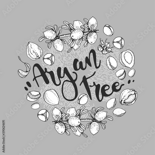 Background with branch argan tree with fruits, nuts argans, leaves, flower argans. Detailed hand-drawn sketches and lettering, vector botanical illustration.