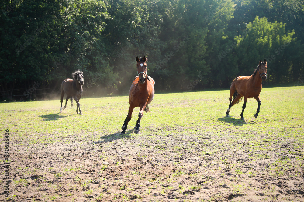 Bay horses outdoors on sunny day. Beautiful pet