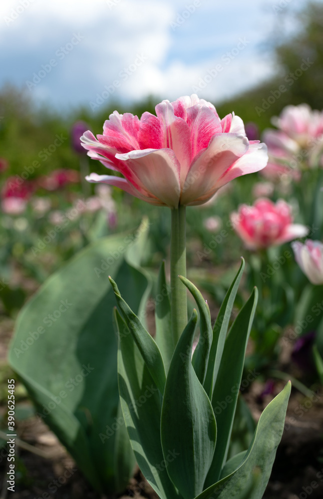Variegated terry tulip in a flowerbed with buds