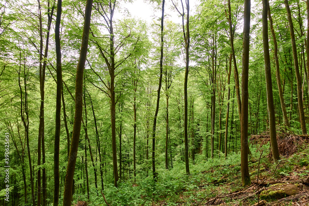 Grüner Laubwald Grüner Laubwald