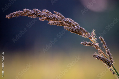 Ragi Crop, Millet crop, wonder grain. High quality photo